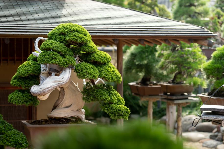 東京観光穴場：伝統と美が融合する春花園盆栽美術館