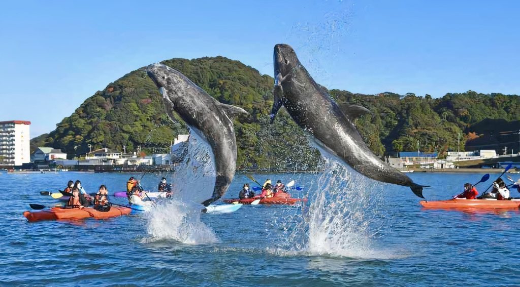 和歌山県クジラ