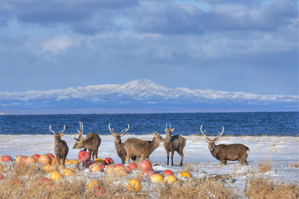 【北海道の穴場】野付半島: 雄大な自然と共存するエゾシカ、出会えるかもしれない自然の恵み